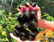 Healthy 100% Malaysian Human Hair Weave Natural Black / Dark Brown From Young Girl supplier